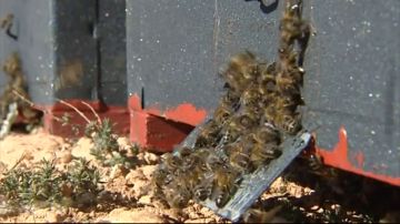 La UE da luz verde a restringir el uso de pesticidas dañinos para las abejas