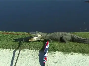 Un 'ejército' de caimanes asalta un campo de golf: "Me gusta mi vida" Un 'ejército' de caimanes asalta un campo de golf: "Me gusta mi vida"