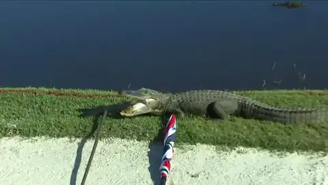 Un 'ejército' de caimanes asalta un campo de golf: "Me gusta mi vida" Un 'ejército' de caimanes asalta un campo de golf: "Me gusta mi vida"