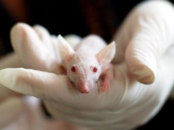 Los ratones del experimento ahorraban energía después de correr y posiblemente suceda lo mismo con los humanos. 