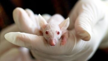 Los ratones del experimento ahorraban energía después de correr y posiblemente suceda lo mismo con los humanos. 