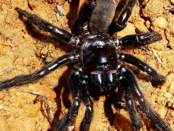 Muere la araña más vieja del mundo Muere la araña más vieja del mundo
