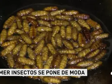 insectos insectos