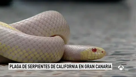 serpientes serpientes
