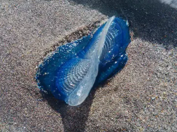 Medusa velero en una imagen de archivo Medusa velero en una imagen de archivo