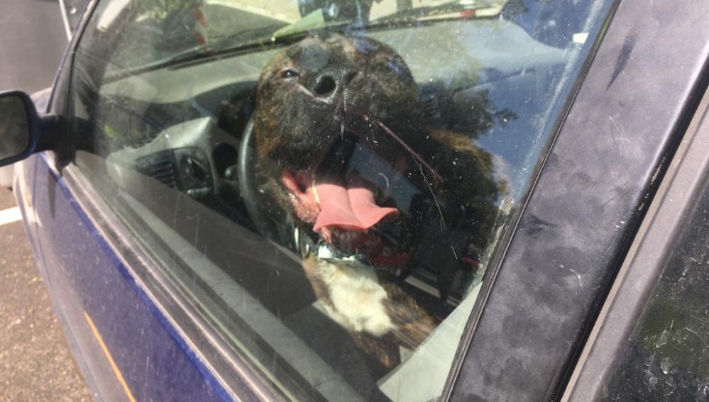 El perro en el interior del vehículo