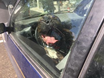 El perro en el interior del vehículo