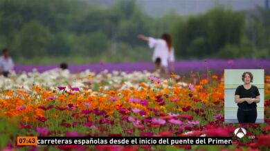 Miles de chinos aprovechan el puente para recorrer la provincia de Zhejiang, que cuenta con más de 300 kilómetros de flores