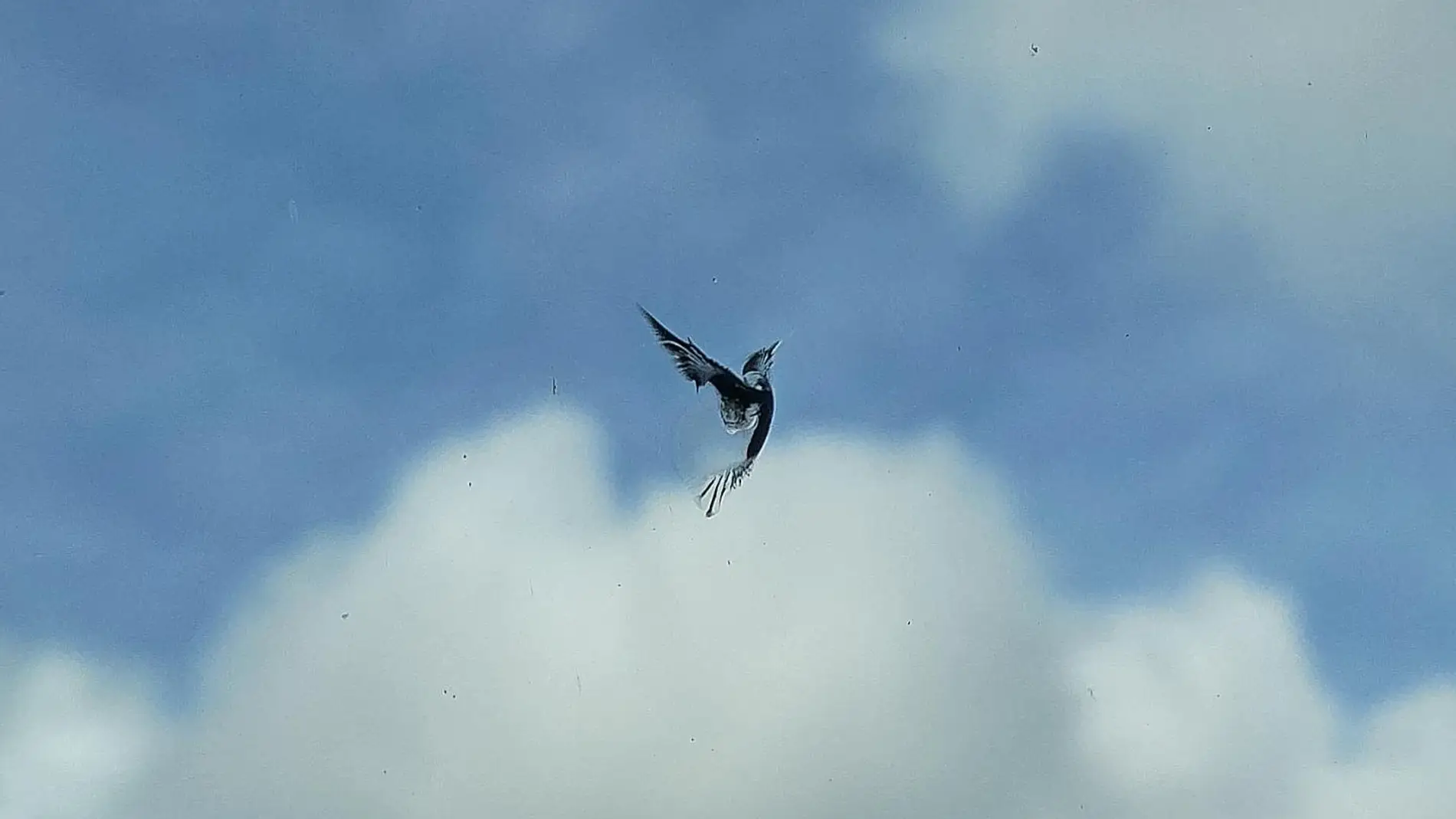 Un pájaro en el cristal