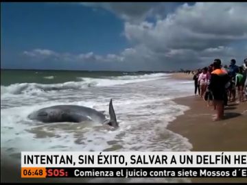 Delfín varado Delfín varado