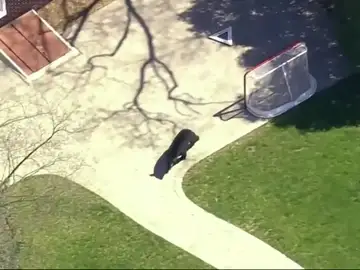 Un oso negro ronda por Nueva Jersey Un oso negro ronda por Nueva Jersey