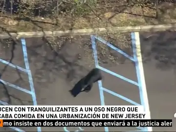 OSOS EEUU OSOS EEUU