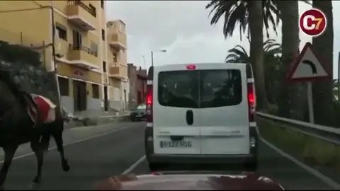Una yegua cabalga sin jinete por la carretera de Telde Una yegua cabalga sin jinete por la carretera de Telde