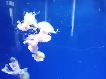 Alerta en las playas de Oropesa y Castellón por una plaga de medusas que producen urticaria Alerta en las playas de Oropesa y Castellón por una plaga de medusas que producen urticaria