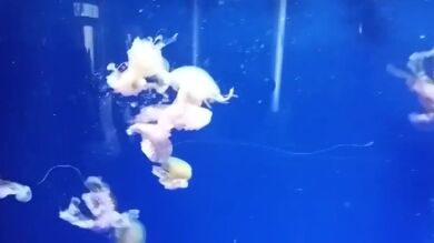 Alerta en las playas de Oropesa y Castellón por una plaga de medusas que producen urticaria