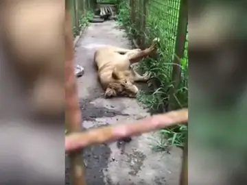 La leona tendida en el suelo La leona tendida en el suelo