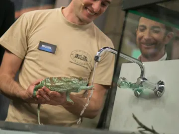 Marron explica en 'El Hormiguero 3.0' cómo funciona el cambio de color de los camaleones Marron explica en 'El Hormiguero 3.0' cómo funciona el cambio de color de los camaleones