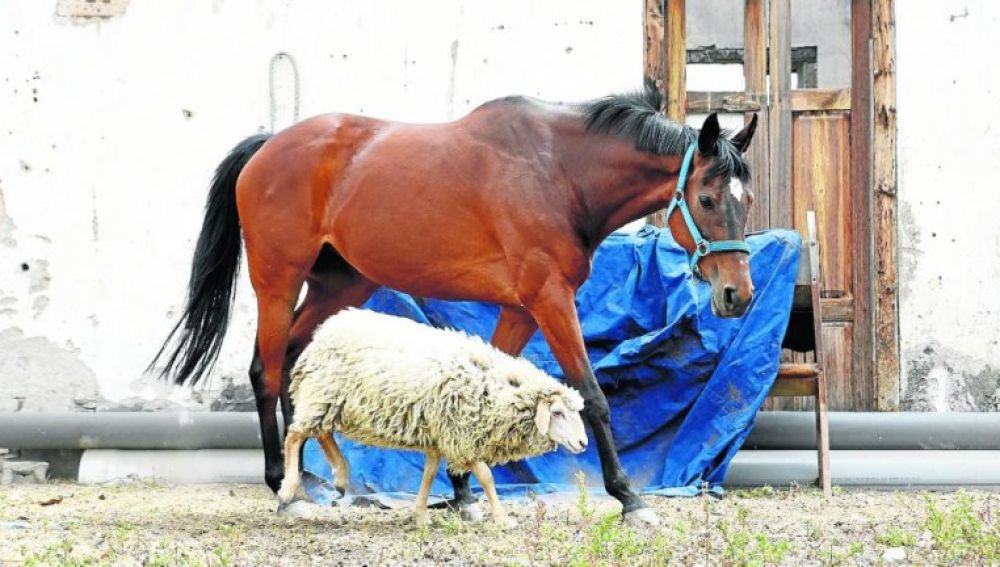 La yegua Besay y su amiga la cordera 'la bandía'