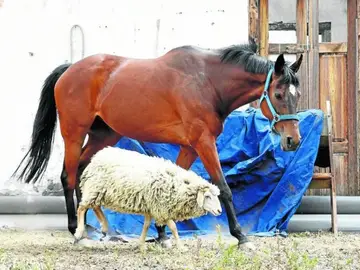 La yegua Besay y su amiga la cordera 'la bandía' La yegua Besay y su amiga la cordera 'la bandía'