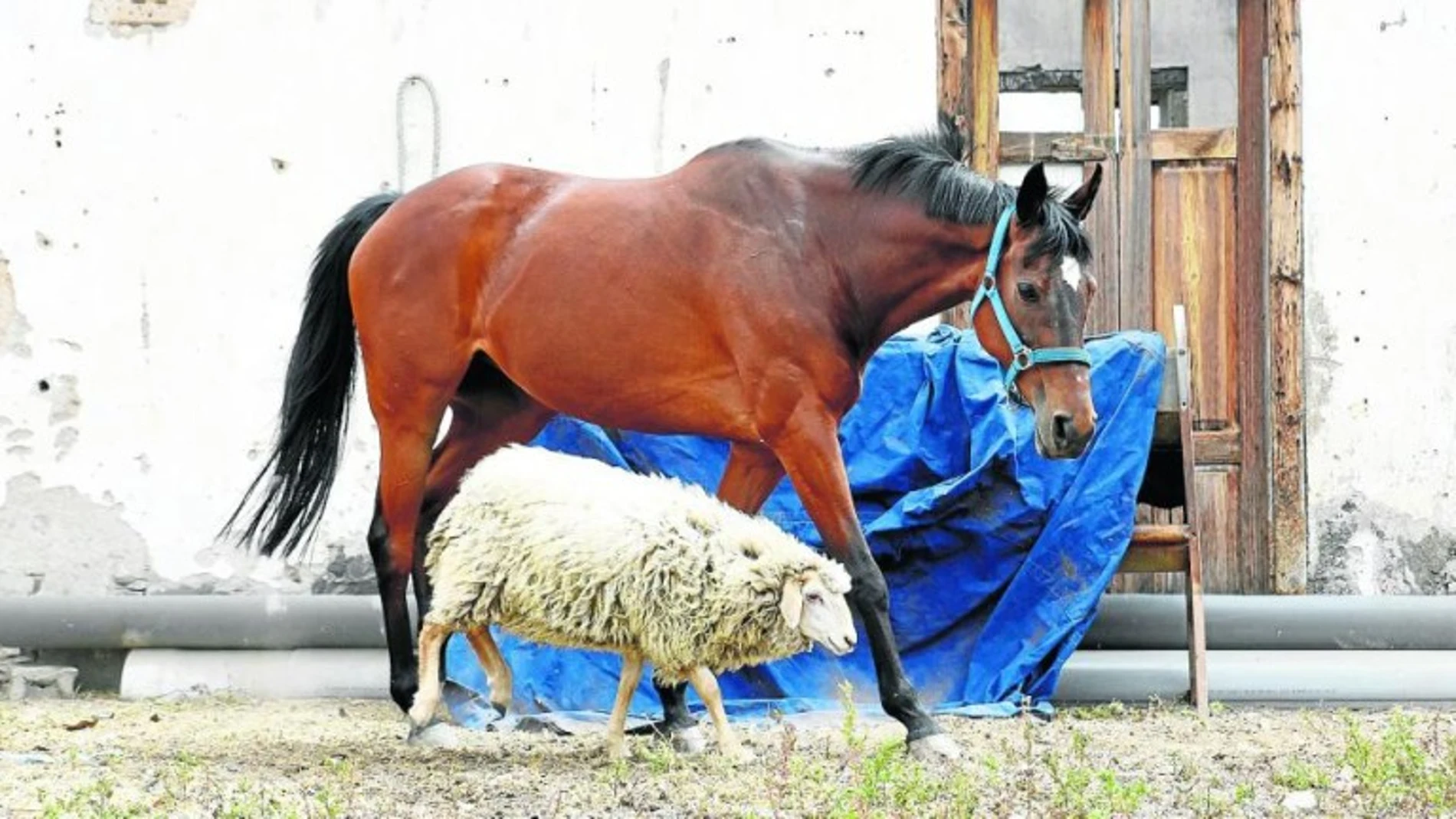 La yegua Besay y su amiga la cordera 'la bandía' La yegua Besay y su amiga la cordera 'la bandía'