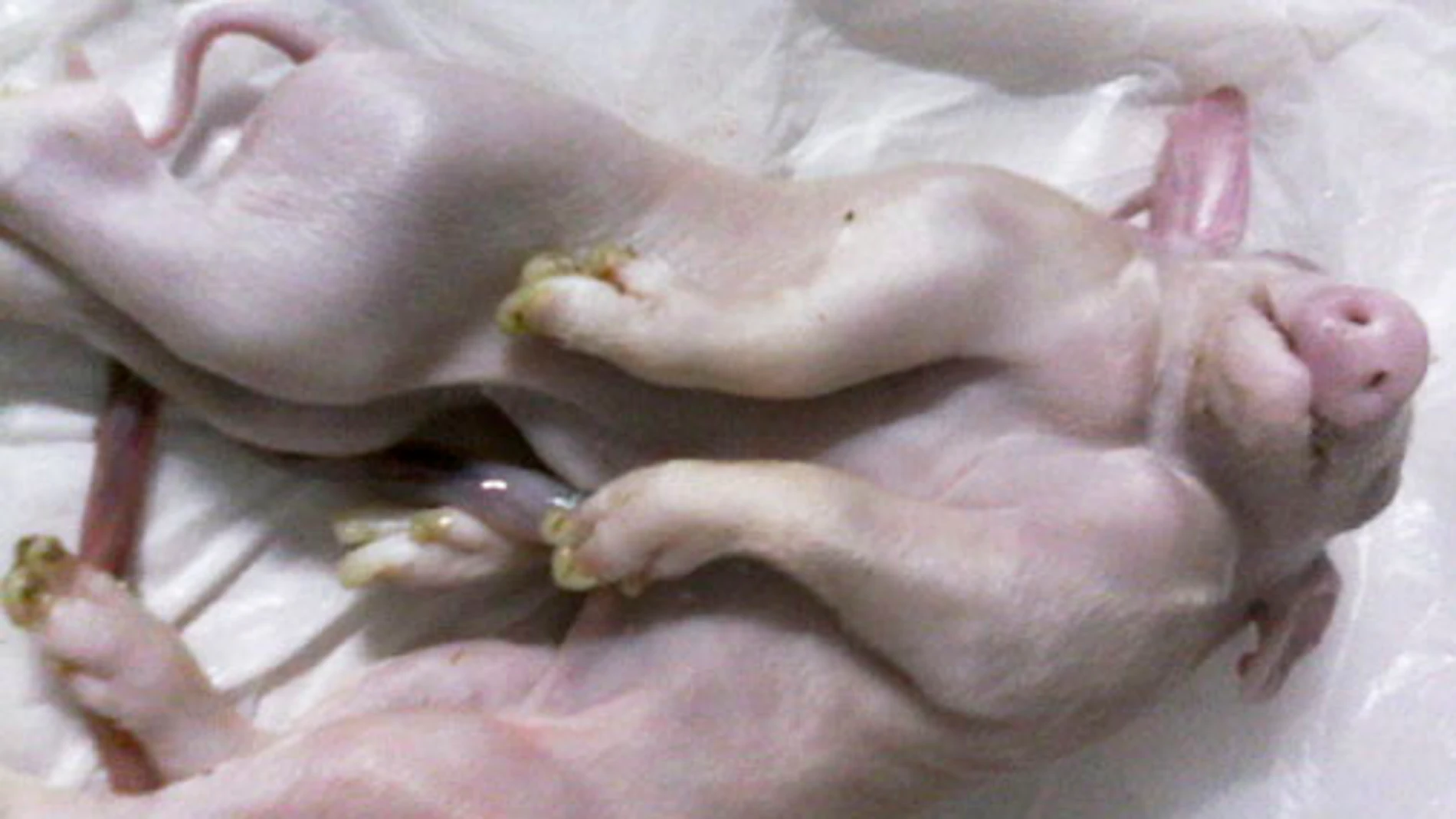 Un cerdo con dos cabezas Un cerdo con dos cabezas