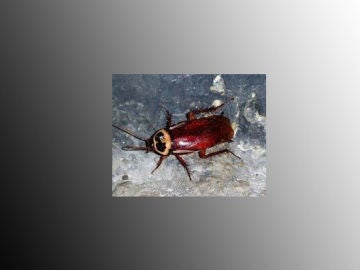 Cucaracha australiana 