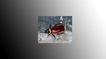 Cucaracha australiana 