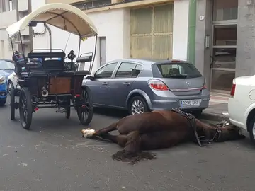 'Tristón' tras desplomarse en el suelo 'Tristón' tras desplomarse en el suelo