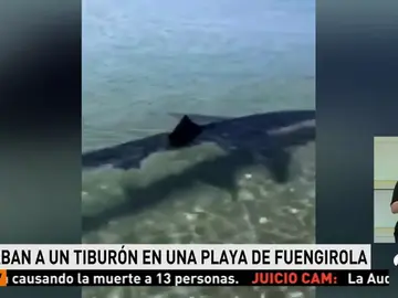 Graban a un tiburón en Fuengirola Graban a un tiburón en Fuengirola