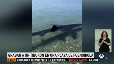 Graban a un tiburón de casi tres metros en Fuengirola