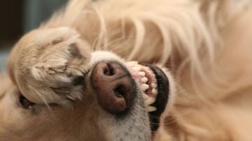 Un perro tapándose los ojos con la pata