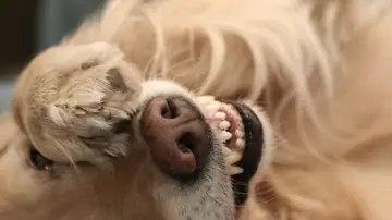Un perro tapándose los ojos con la pata Un perro tapándose los ojos con la pata
