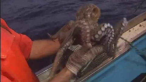La escasez de pulpo hace subir su precio más de la mitad La escasez de pulpo hace subir su precio más de la mitad