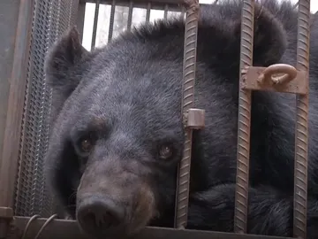 El oso al que confundieron con un perro El oso al que confundieron con un perro