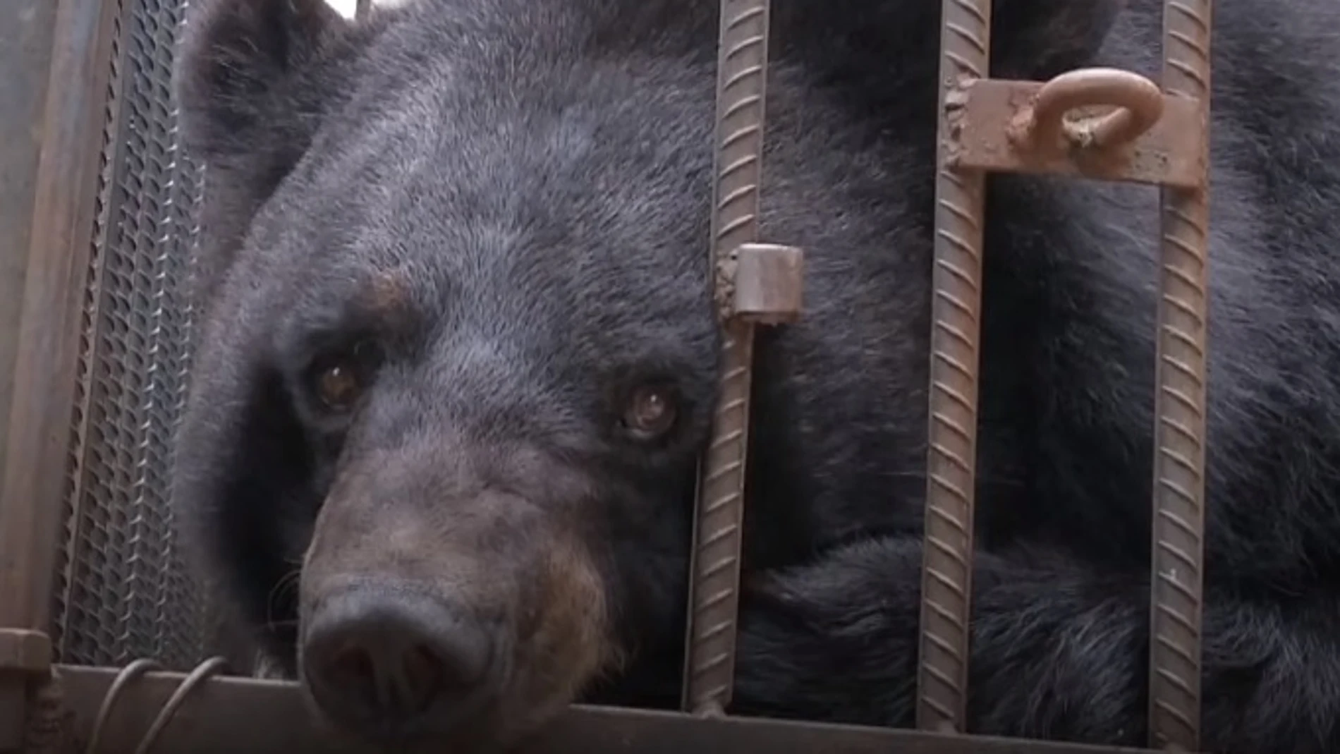 El oso al que confundieron con un perro El oso al que confundieron con un perro