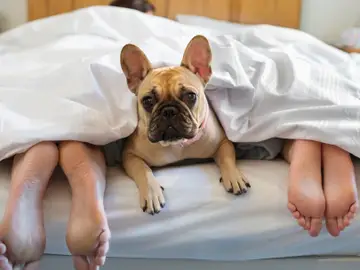 Un perro en la cama con sus dueños Un perro en la cama con sus dueños