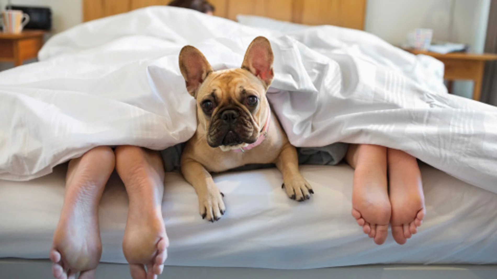 Un perro en la cama con sus dueños Un perro en la cama con sus dueños