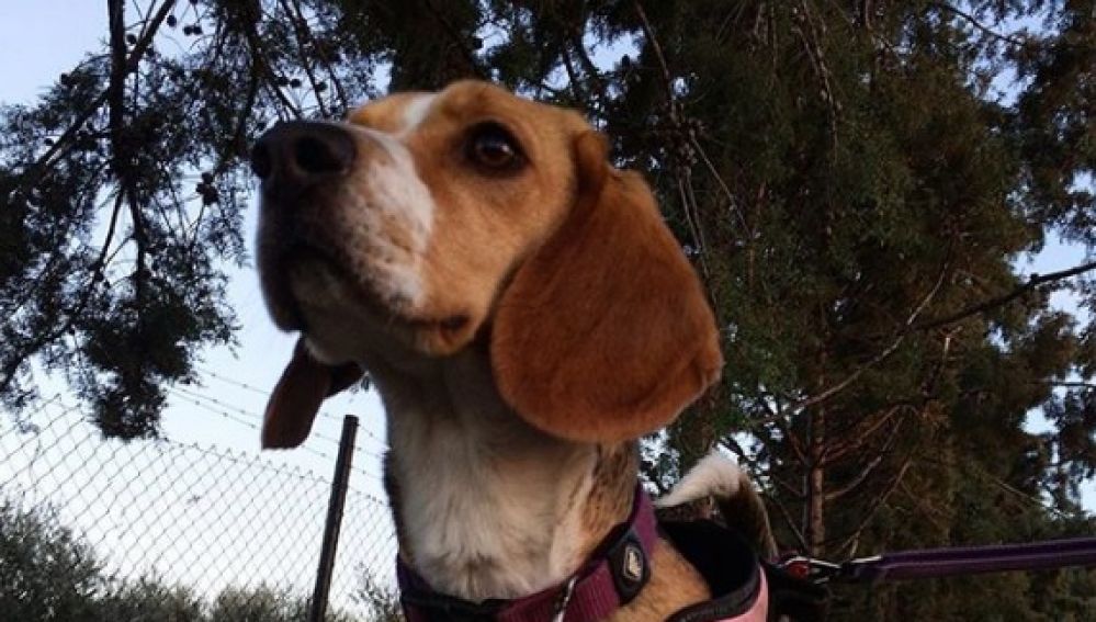 Holanda entrena a perros policías para encontrar violadores