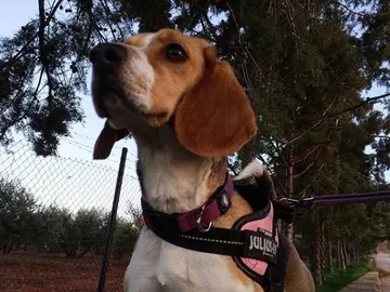 Holanda entrena a perros policías para encontrar violadores Holanda entrena a perros policías para encontrar violadores