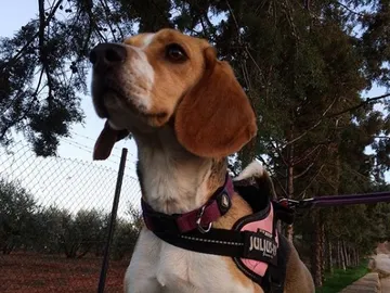Holanda entrena a perros policías para encontrar violadores Holanda entrena a perros policías para encontrar violadores