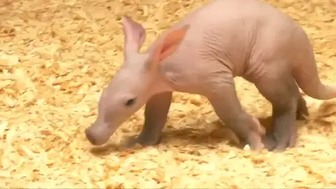El zoo de Praga presenta en público a una nueva cría de oso hormiguero El zoo de Praga presenta en público a una nueva cría de oso hormiguero