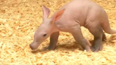 El zoo de Praga presenta en público a una nueva cría de oso hormiguero 