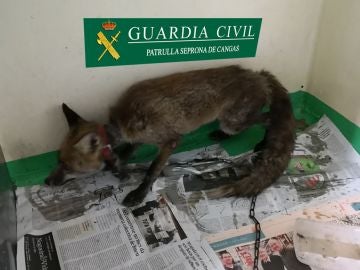 El zorro encontrado en la vivienda