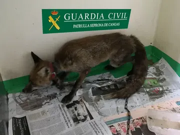 El zorro encontrado en la vivienda El zorro encontrado en la vivienda