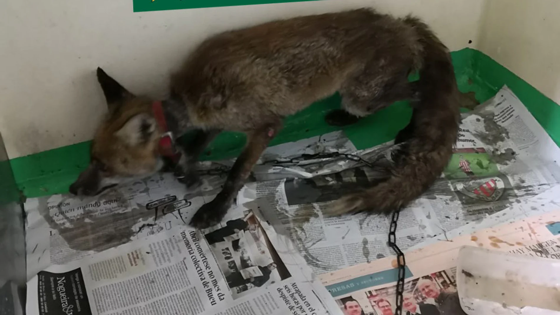 El zorro encontrado en la vivienda El zorro encontrado en la vivienda