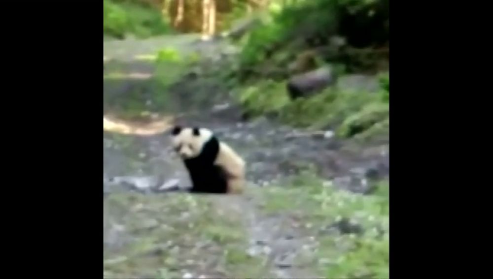 Un campesino chino sorprende en un camino a un cachorro de oso panda gigante 