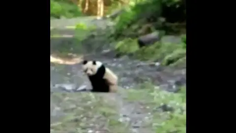 Un campesino chino sorprende en un camino a un cachorro de oso panda gigante Un campesino chino sorprende en un camino a un cachorro de oso panda gigante