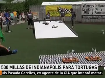 La tradicional carrera de tortugas en el zoo de Indianápolis acaba con Ed Carpenter como ganadora del suculento premio: un plato de fruta La tradicional carrera de tortugas en el zoo de Indianápolis acaba con Ed Carpenter como ganadora del suculento premio: un plato de fruta