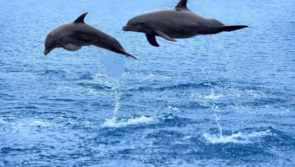 Delfines en libertad, ¿personas no humanas?