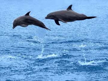 Delfines en libertad, ¿personas no humanas? Delfines en libertad, ¿personas no humanas?